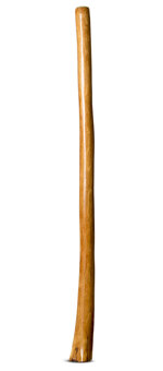Gloss Finish Flared Didgeridoo (TW927)